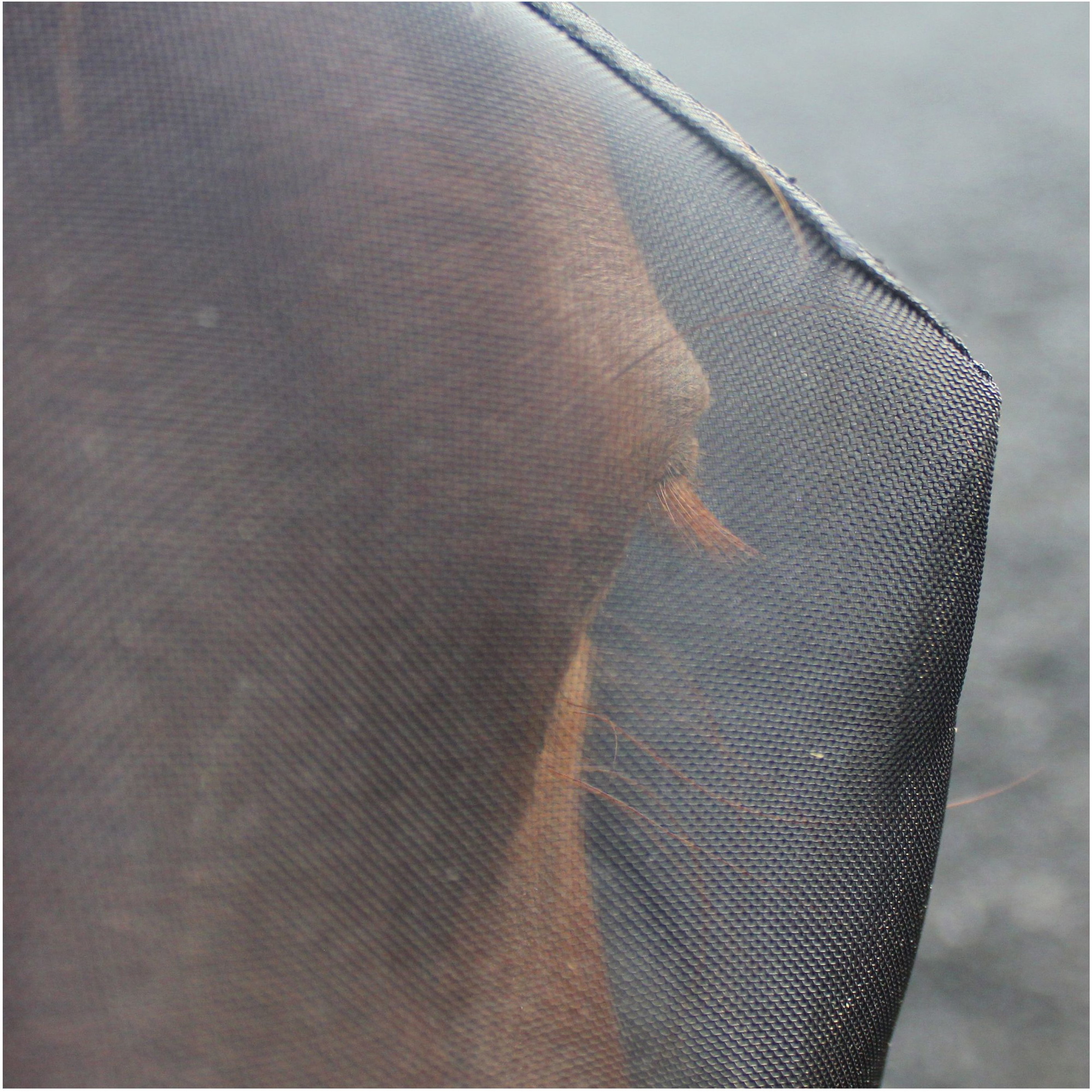 Woof Wear UV Fly Mask Without Ears - Black / Turquoise